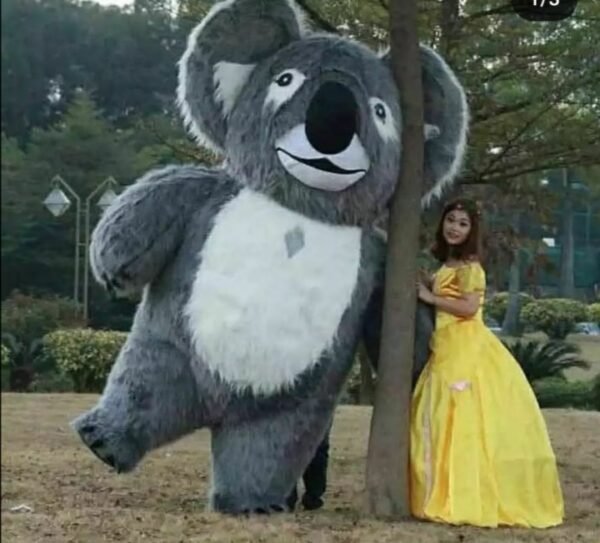 Koala - Image 3