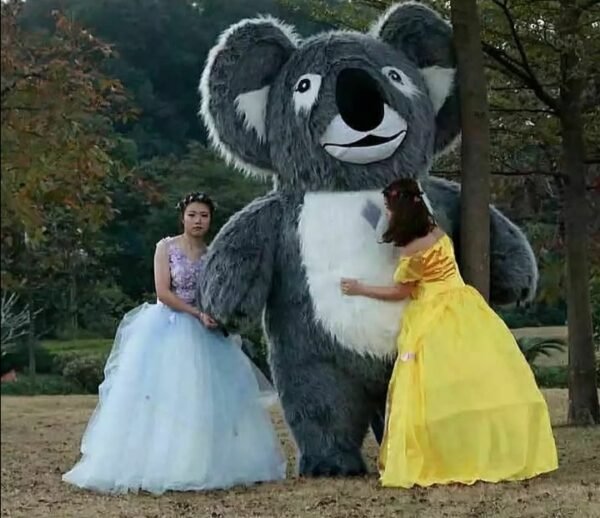Koala